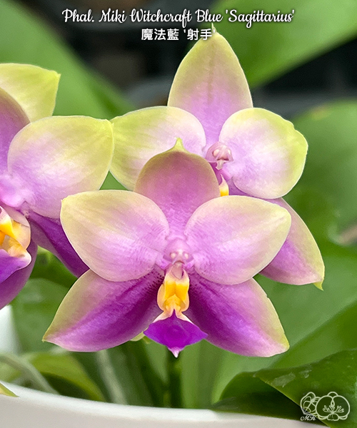 美琪園藝Miki Orchid - 品種庫